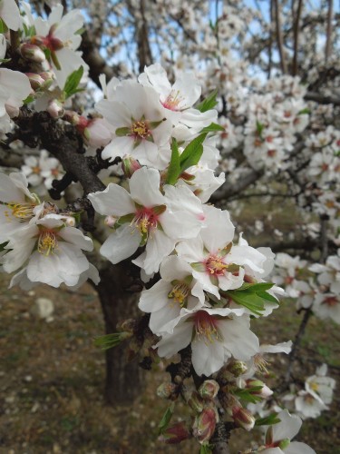 amandier,floraison,printemps,Provence