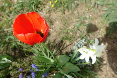 tulipe,fleur,printemps